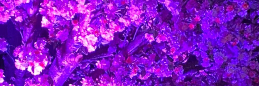 KikiJ__'s profile banner image