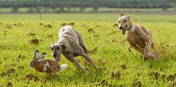 torosygalgos's profile banner image