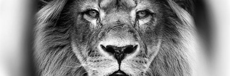 adedee234's profile banner image