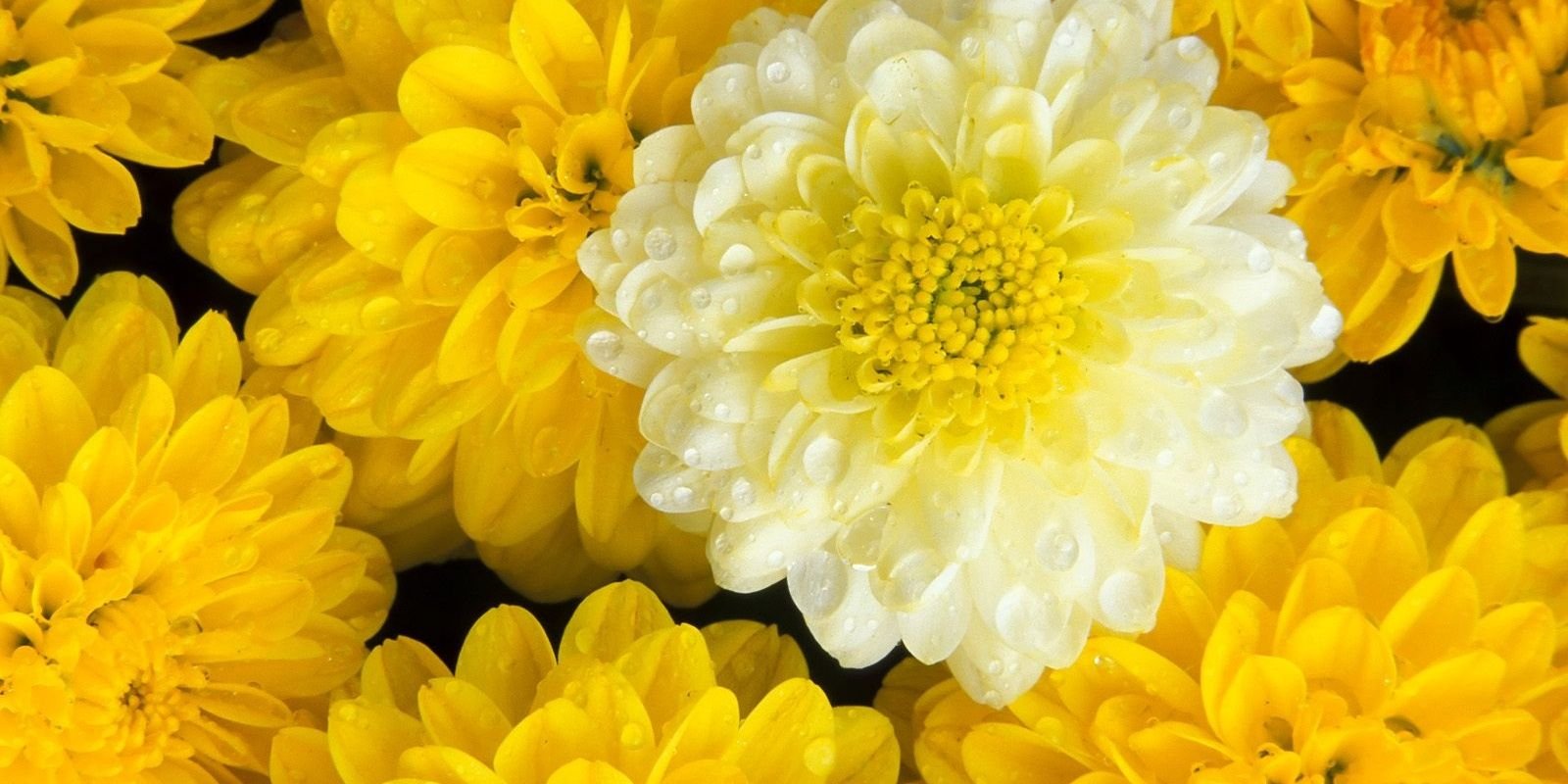 andinisakinah's profile banner image