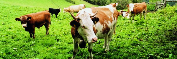 FOURPAWSEPO Profile Banner