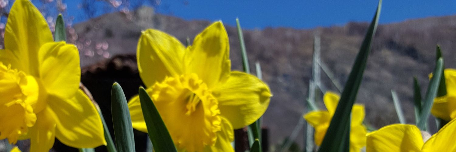 Francesca Basso banner