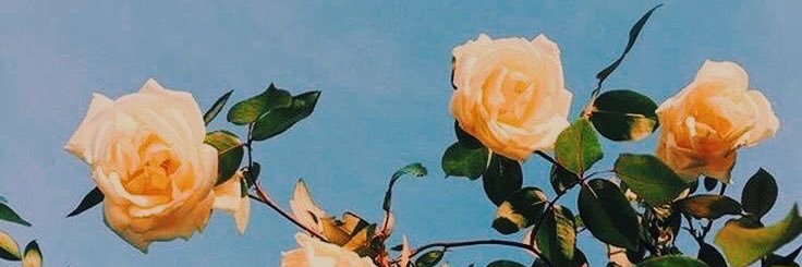 Lush_Well's profile banner image