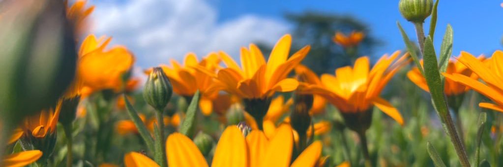 おっは🕊‎'s banner