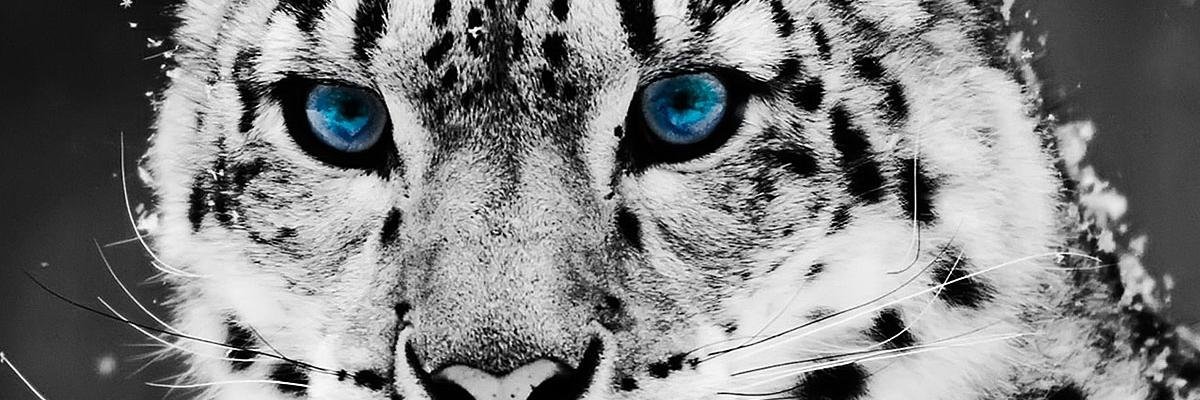 AlbertSnchezGil's profile banner image