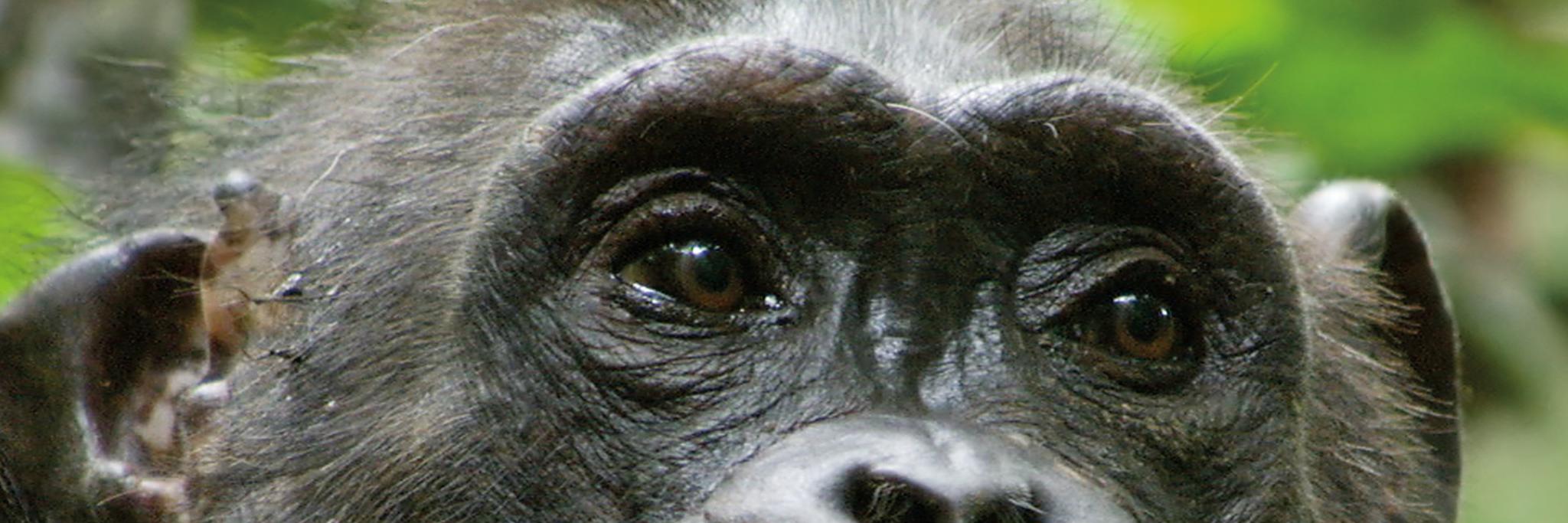 Virgile Manin banner