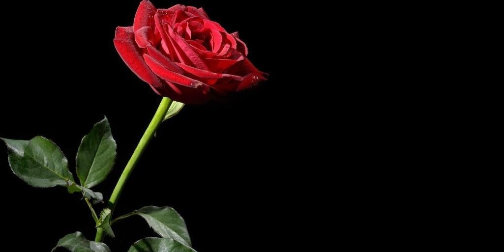 bijolinpic's profile banner image