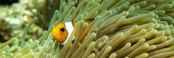 Kiwidivers Profile Banner