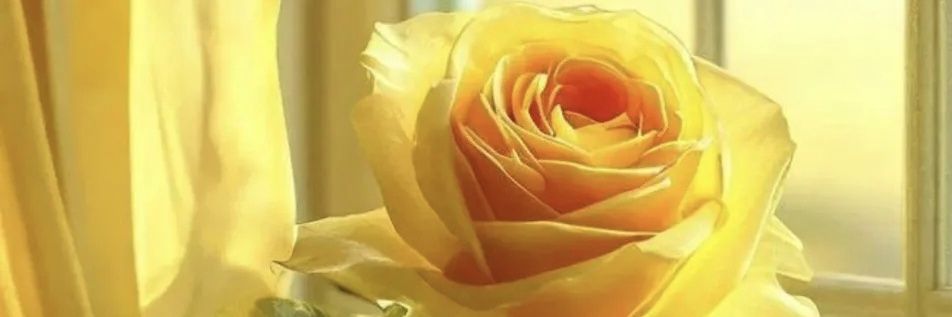EmilyEry's profile banner image