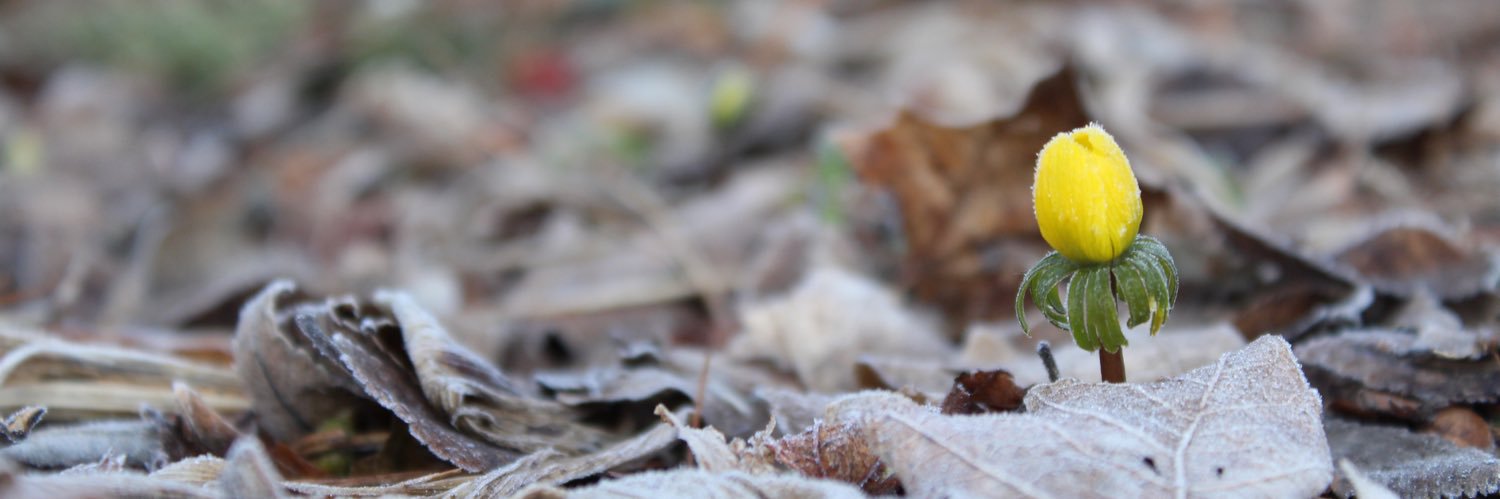 MattisonInnis's profile banner image