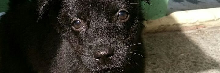 cyamsampu's profile banner image