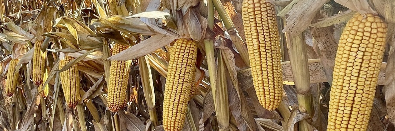 Tyler Sabelli banner