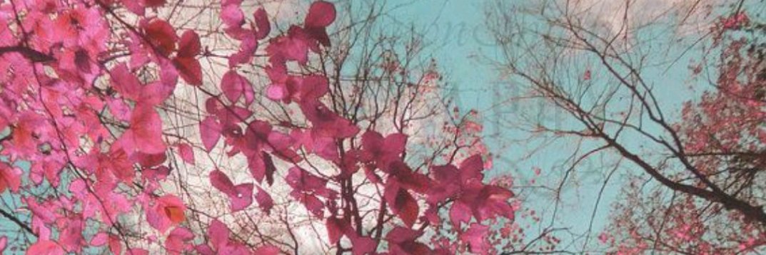 febbywidhya's profile banner image