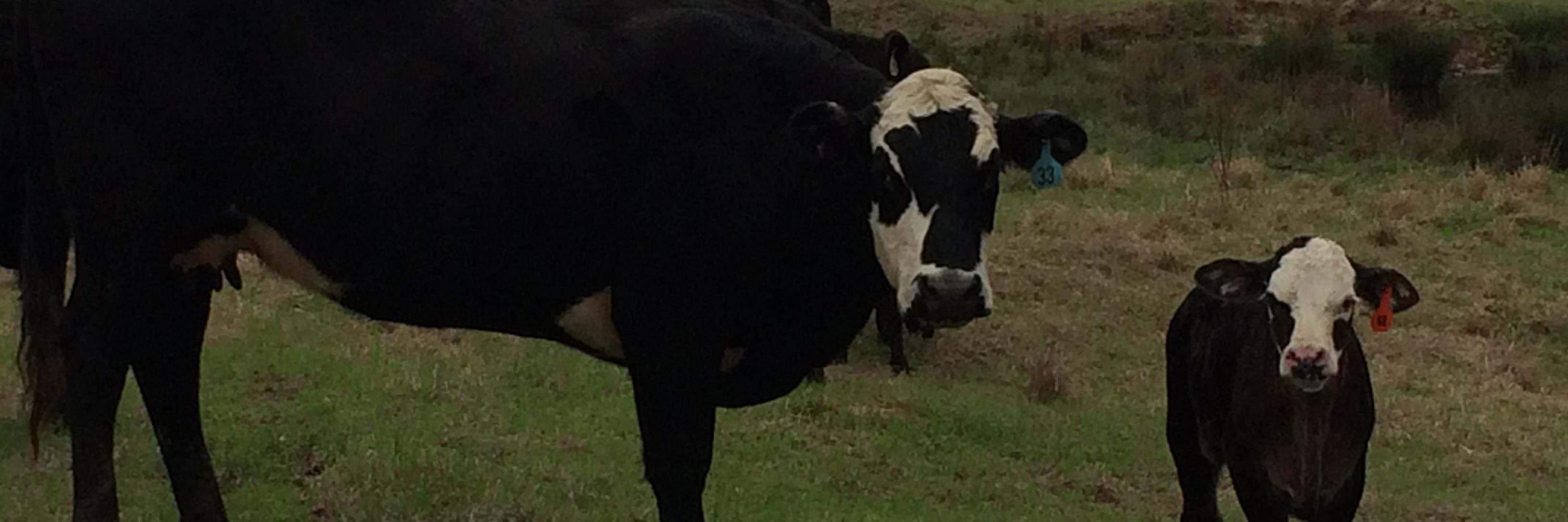 BertGilmore4's profile banner image