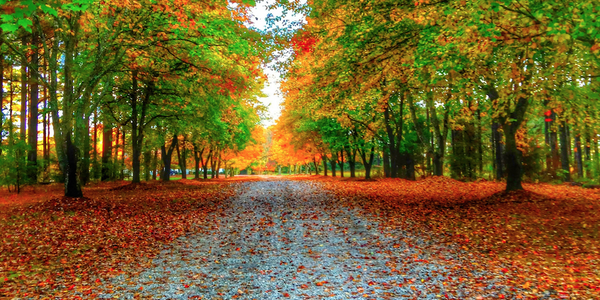 factsnature52's profile banner image
