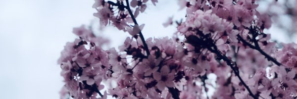 SherryLewis's profile banner image