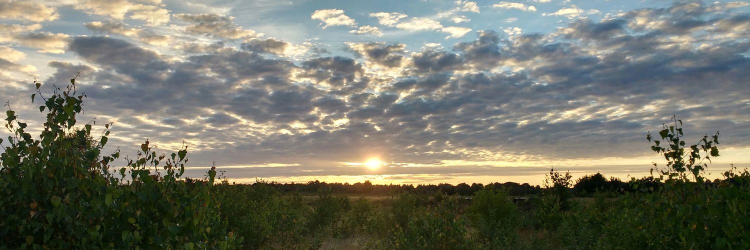 Stefan Scholten banner