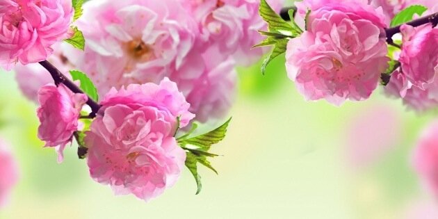werismao's profile banner image