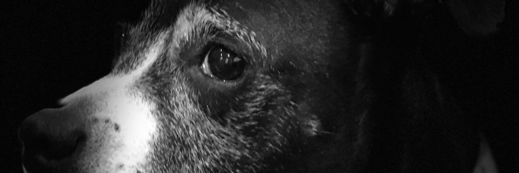 Fish is for punks banner