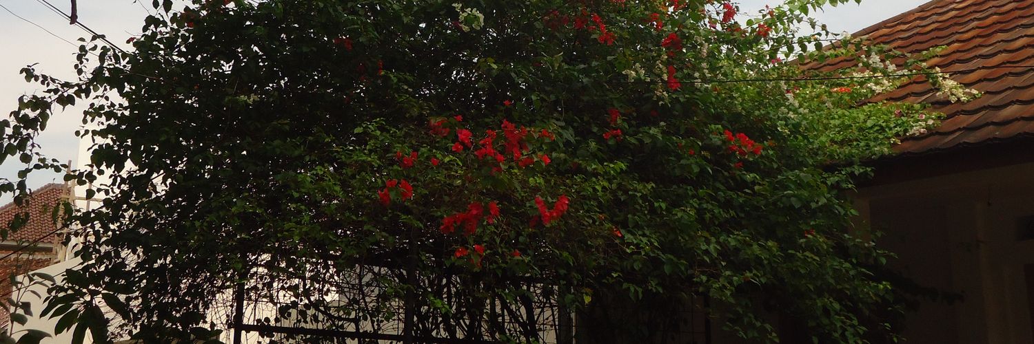 adelle. 𐙚 banner