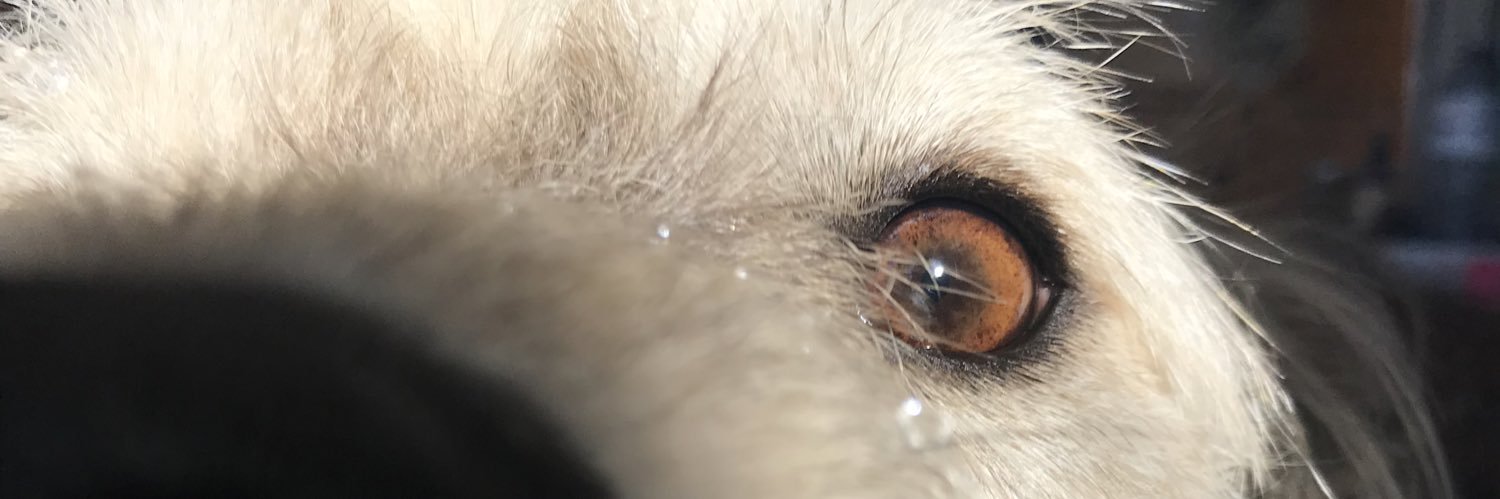 ShannonLockhar3's profile banner image
