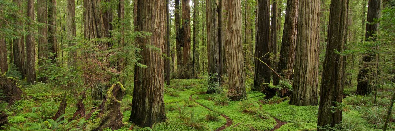 Save the Redwoods League banner