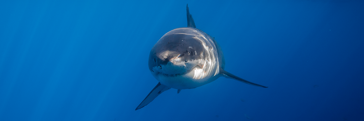 George Probst 🦈's banner