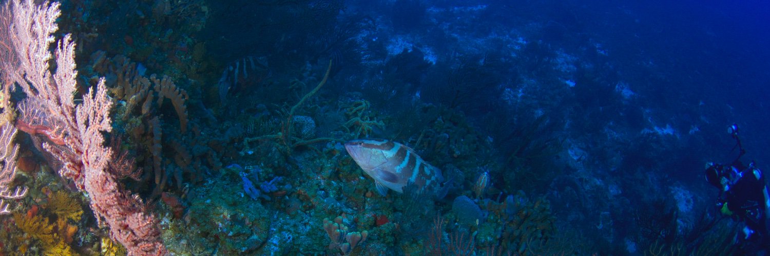 Reefscaping's profile banner image