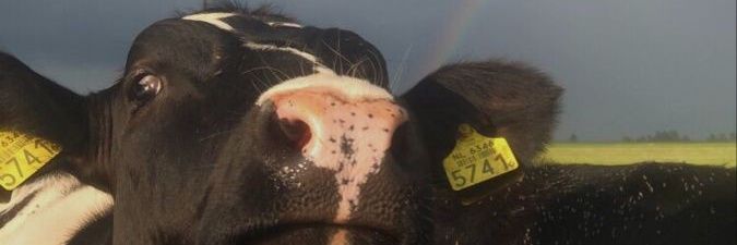 cotytrucco1's profile banner image