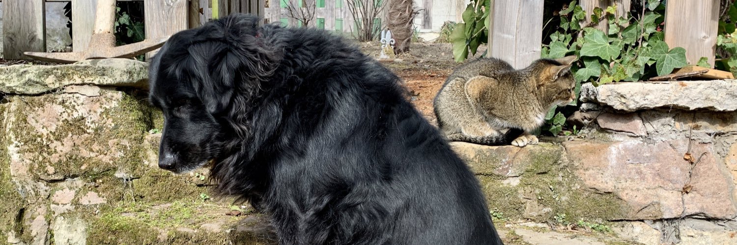 @De Baehr (ohne Haken)📯 banner