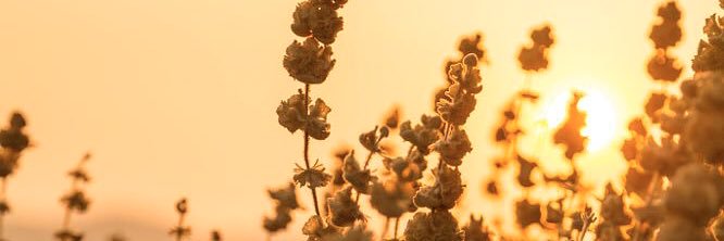 Ginger_Swallow's profile banner image