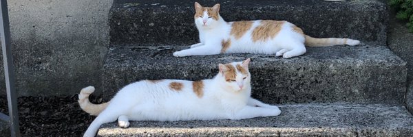 MsSHarmon5 Profile Banner