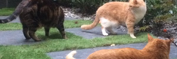 Kedilerbasti Profile Banner