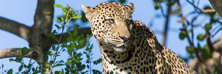 aguilbert81's profile banner image
