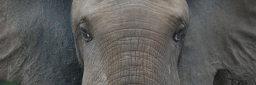 cncoleman1's profile banner image