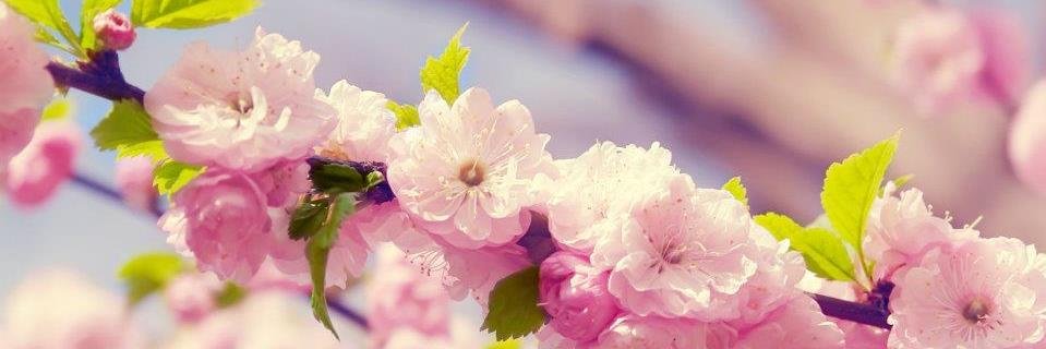 GETSE VIILLA banner