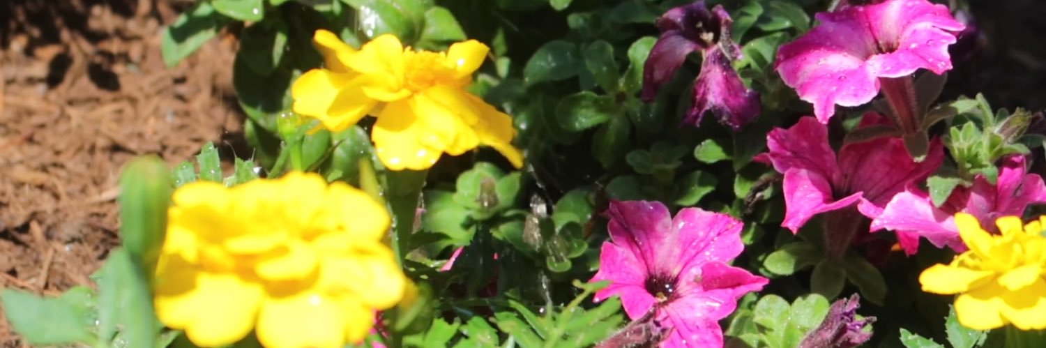 lori_midkiff's profile banner image