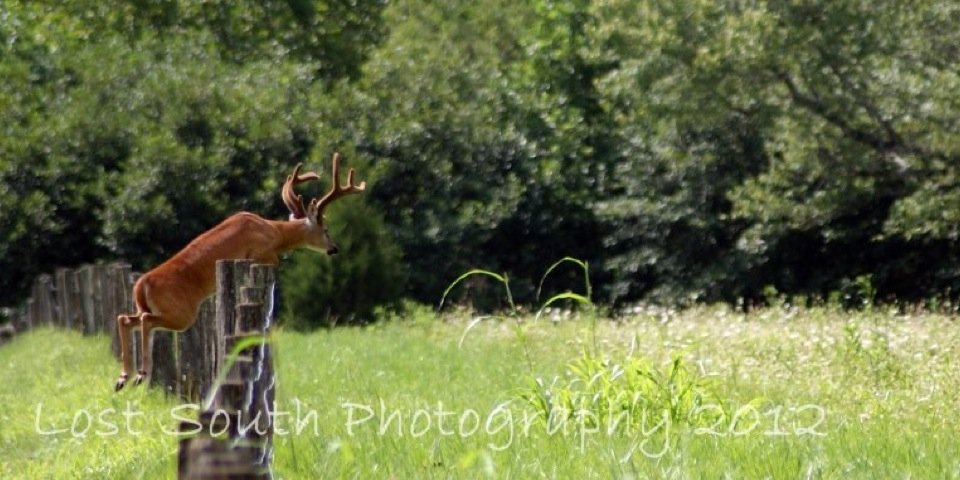 NiceRackArchery's profile banner image