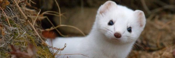 flaxxish Profile Banner