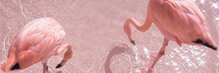 🦄🌈🌸amy banner