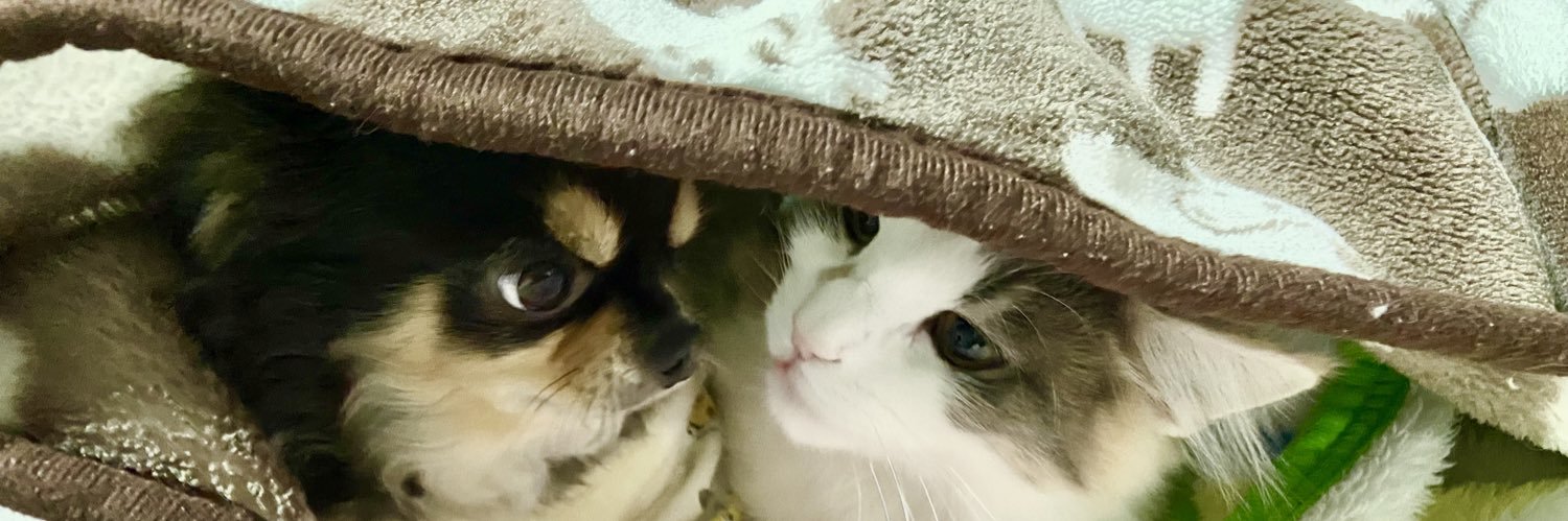 ありす🔰ボーダー予想 banner