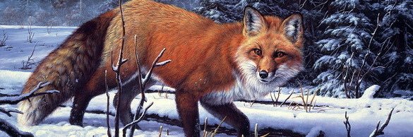 Andrew Fox's banner