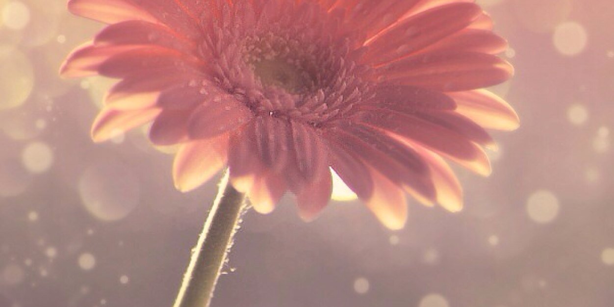 erin_gobrahless's profile banner image