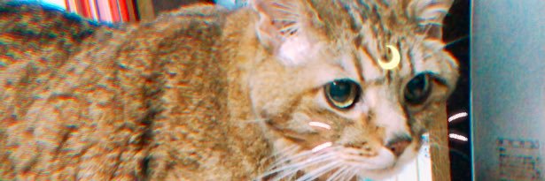 Camio1124's profile banner image