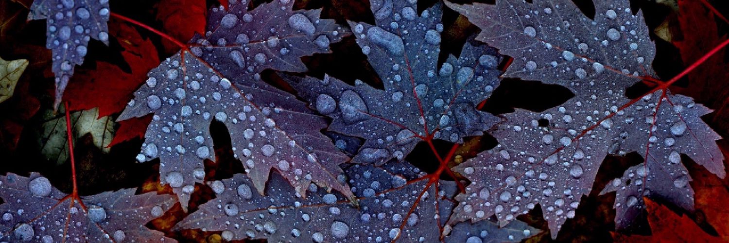 Kramnomis's profile banner image
