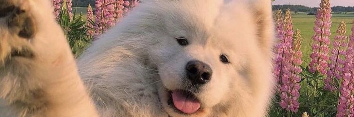 tuestimado's profile banner image