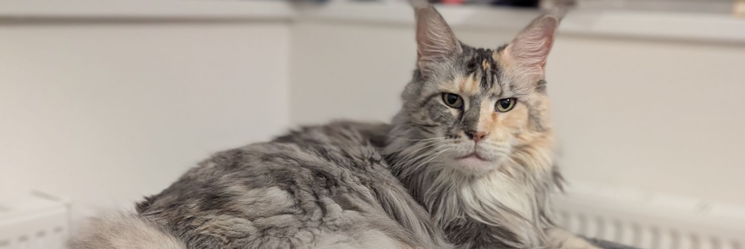 ярость мейнкуна banner