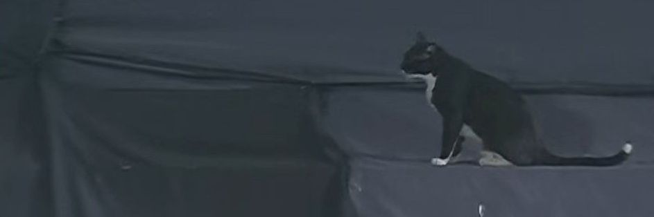 UselessPatronus's profile banner image