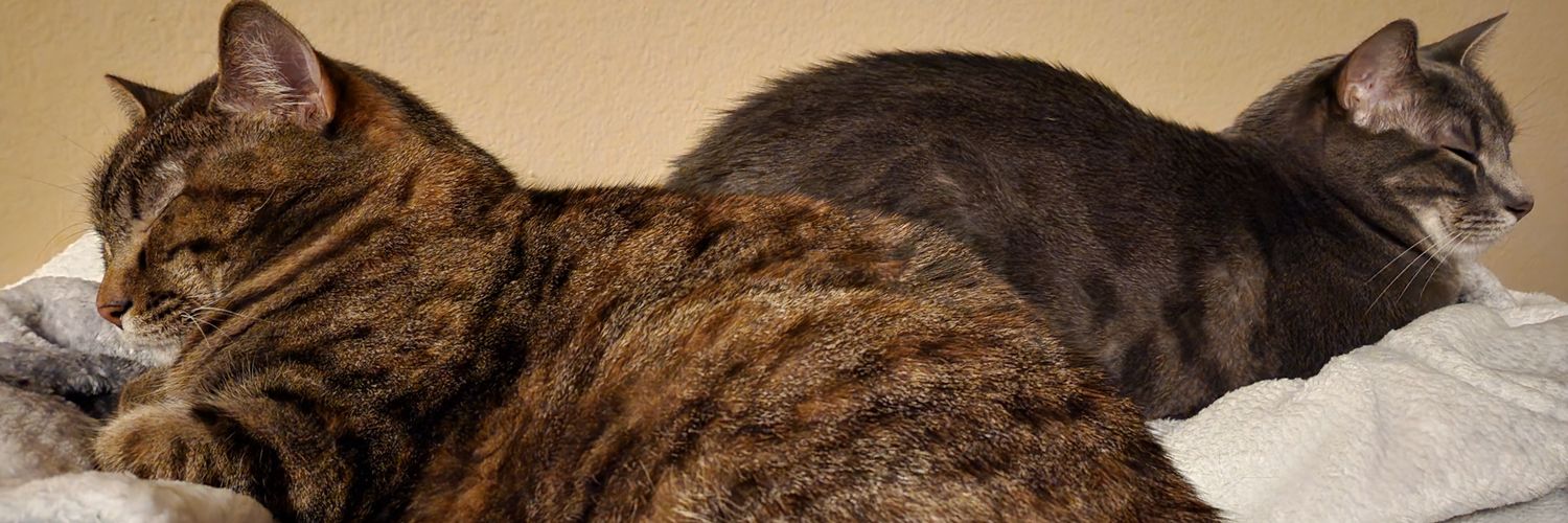 derradear's profile banner image