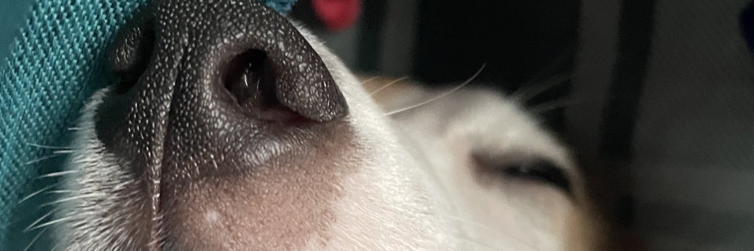 allie banner